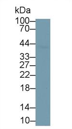 SERPINB4 Antibody in Western Blot (WB)