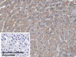 SAA Antibody in Immunohistochemistry (Paraffin) (IHC (P))
