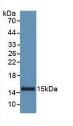 SAA Antibody in Western Blot (WB)
