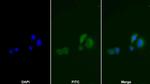 TK1 Monoclonal Antibody (C3)