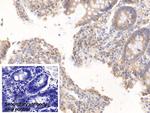 TFPI Antibody in Immunohistochemistry (Paraffin) (IHC (P))