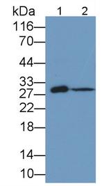 TFPI Antibody in Western Blot (WB)