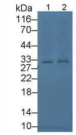 TFPI Antibody in Western Blot (WB)