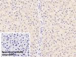 TDO2 Monoclonal Antibody (C1)