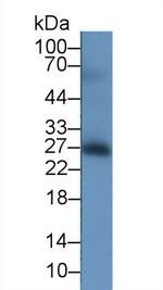 CD40 Monoclonal Antibody (C7)