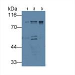 VGF Antibody in Western Blot (WB)