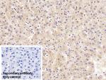 GC Antibody in Immunohistochemistry (Paraffin) (IHC (P))