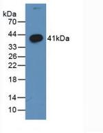 WNT3A Antibody in Western Blot (WB)
