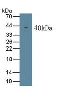 WNT5A Monoclonal Antibody (C3)