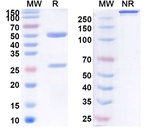 Ruplizumab Humanized Recombinant Human Monoclonal Antibody