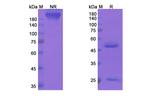 Apolizumab Humanized Recombinant Human Monoclonal Antibody