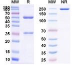 Eculizumab Humanized Antibody in SDS-PAGE (SDS-PAGE)