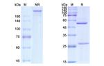 Gemtuzumab Humanized Recombinant Human Monoclonal Antibody