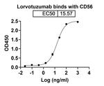 Lorvotuzumab Humanized Recombinant Human Monoclonal Antibody