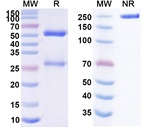 Natalizumab Humanized Recombinant Human Monoclonal Antibody