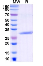 Complement C5 (Pexelizumab Biosimilar) Recombinant Humanized mouse Monoclonal Antibody