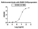 Rafivirumab Humanized Recombinant Human Monoclonal Antibody