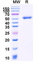 Blinatumomab Antibody in SDS-PAGE (SDS-PAGE)