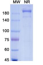 Blinatumomab Recombinant Mouse Monoclonal Antibody