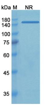 Tadocizumab Humanized Recombinant Human Monoclonal Antibody