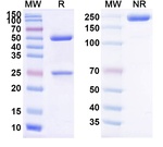PSMA (Huj591-Gsmab Biosimilar) Recombinant Humanized mouse Monoclonal Antibody