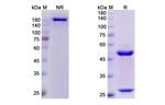 Abagovomab Recombinant Mouse Monoclonal Antibody