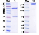 CD147 (Gavilimomab Biosimilar) Antibody in SDS-PAGE (SDS-PAGE)