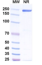 Afelimomab Recombinant Mouse Monoclonal Antibody