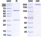 T10B9.1A-31 Antibody in SDS-PAGE (SDS-PAGE)