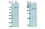 Mitumomab Recombinant Mouse Monoclonal Antibody