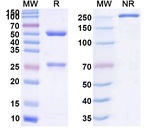 Biciromab Recombinant Mouse Monoclonal Antibody