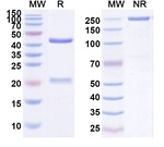 TAG72 (CC49 Biosimilar) Recombinant Human Monoclonal Antibody