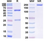 Sulesomab Recombinant Mouse Monoclonal Antibody