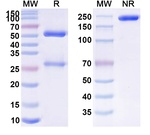 Tecnemab Recombinant Mouse Monoclonal Antibody