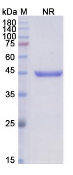 Abciximab Chimeric Recombinant Human Monoclonal Antibody