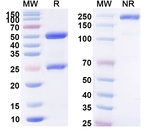 cBR96 Humanized Recombinant Human Monoclonal Antibody
