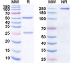 Al-901 Recombinant Human Monoclonal Antibody