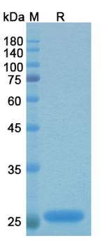 Efungumab Recombinant Human Monoclonal Antibody
