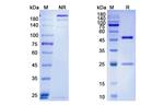 Lucatumumab Antibody in SDS-PAGE (SDS-PAGE)