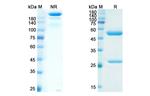 IMC-1C11 Chimeric Recombinant Human Monoclonal Antibody