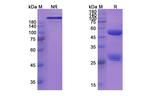MOR202 Recombinant Human Monoclonal Antibody