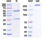MORAb-028 Humanized Antibody in SDS-PAGE (SDS-PAGE)