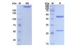 TRAIL-R2 (DR5) (Conatumumab Biosimilar) Antibody in SDS-PAGE (SDS-PAGE)