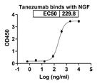 Tanezumab Humanized Recombinant Human Monoclonal Antibody