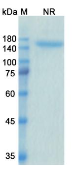 Alacizumab Humanized Antibody in SDS-PAGE (SDS-PAGE)