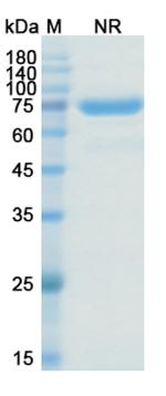 EpCAM (CD326) (Citatuzumab Biosimilar) Antibody in SDS-PAGE (SDS-PAGE)