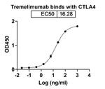 Tremelimumab Recombinant Human Monoclonal Antibody