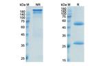 Inotuzumab Humanized Recombinant Human Monoclonal Antibody