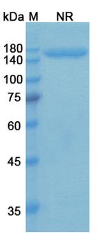 Talquetamab Humanized Recombinant Human Monoclonal Antibody
