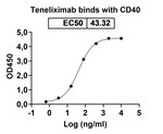 Teneliximab Chimeric Recombinant Human Monoclonal Antibody